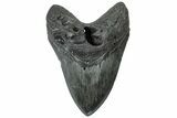 Fossil Megalodon Tooth - Huge River Meg #315443-1